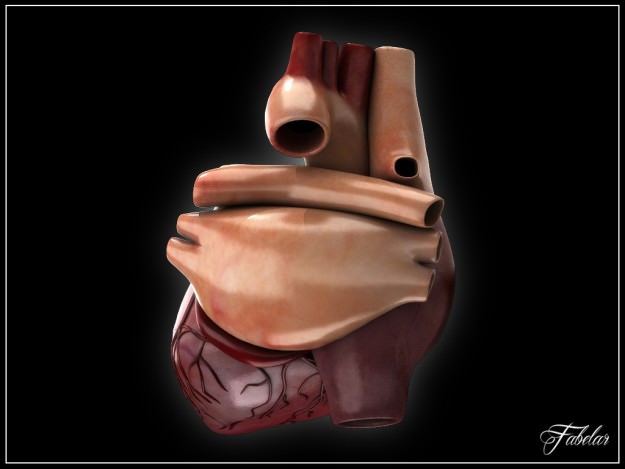 Human heart std mat 3D model_5