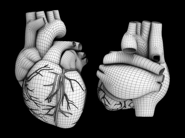 Human heart std mat 3D model_12