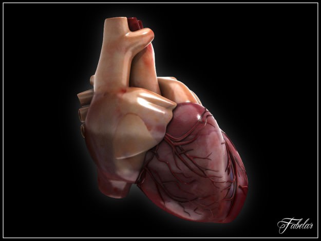 Human heart std mat 3D model_6