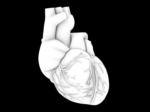 Human heart std mat 3D model_13