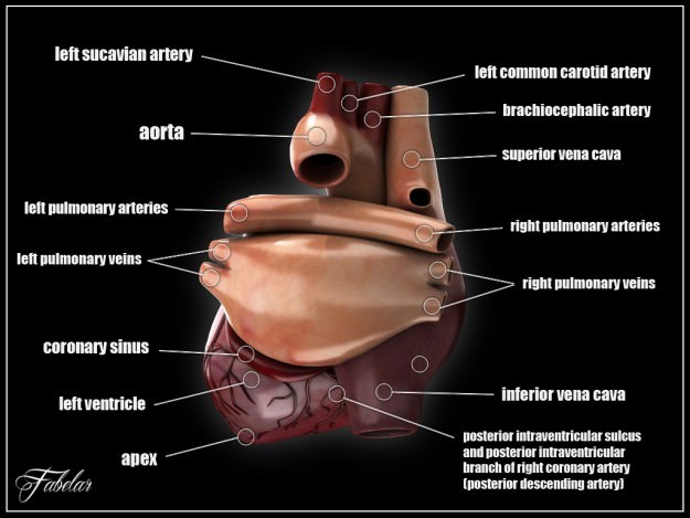 Human heart std mat 3D model_1