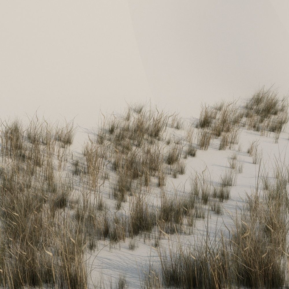 Beach grass pack B Low-poly 3D model_2