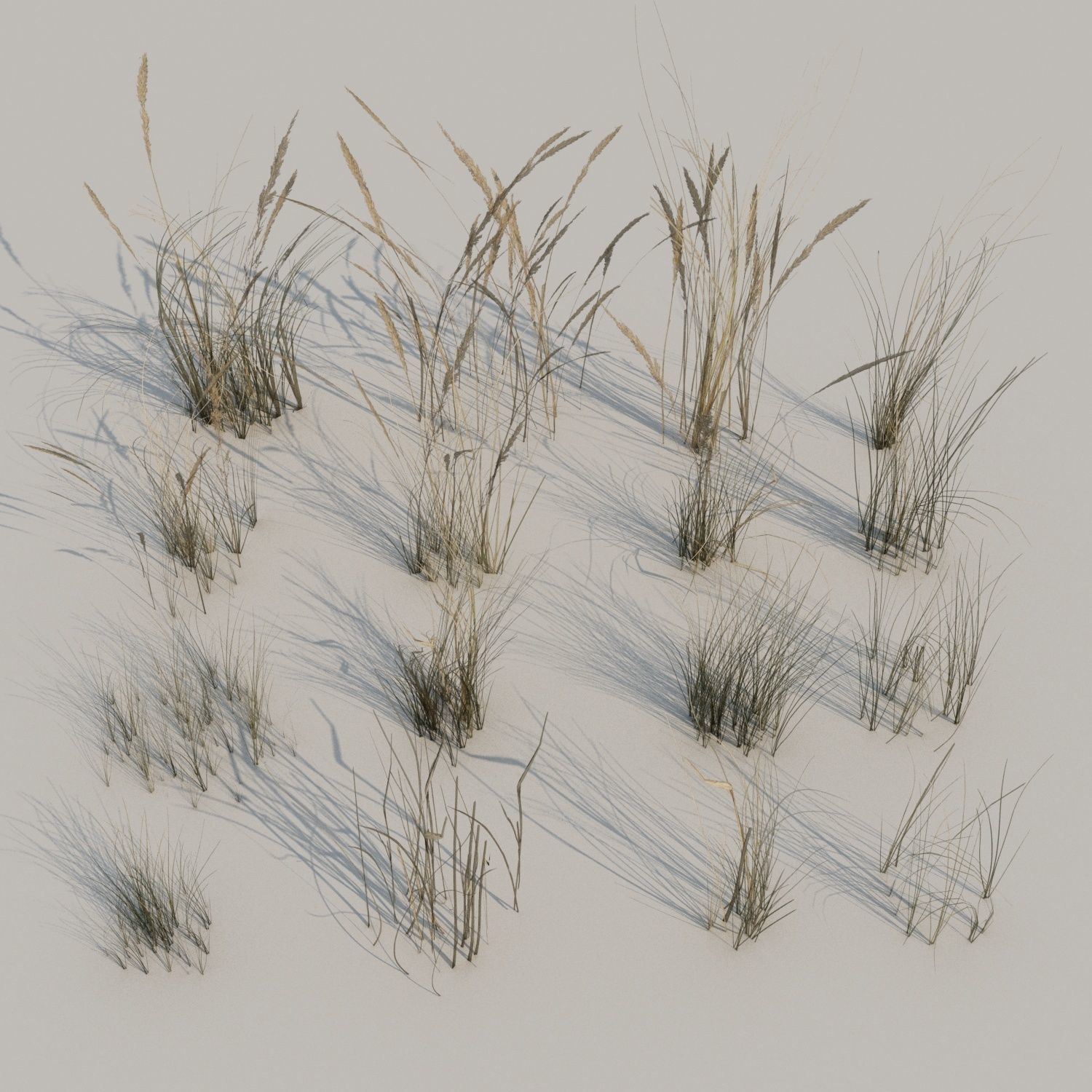 Beach grass pack B Low-poly 3D model_6