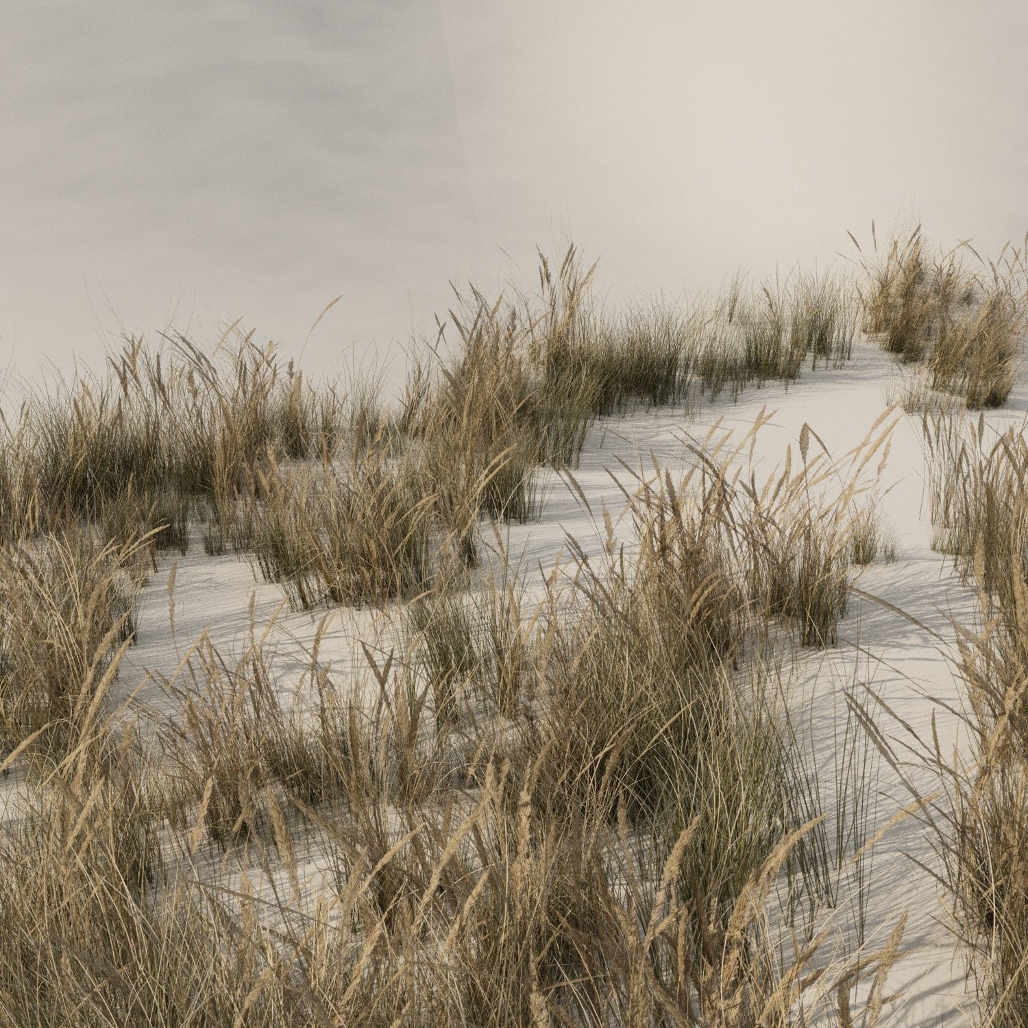 Beach grass pack B Low-poly 3D model_7