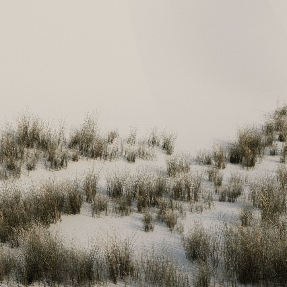 Beach grass pack B Low-poly 3D model_5