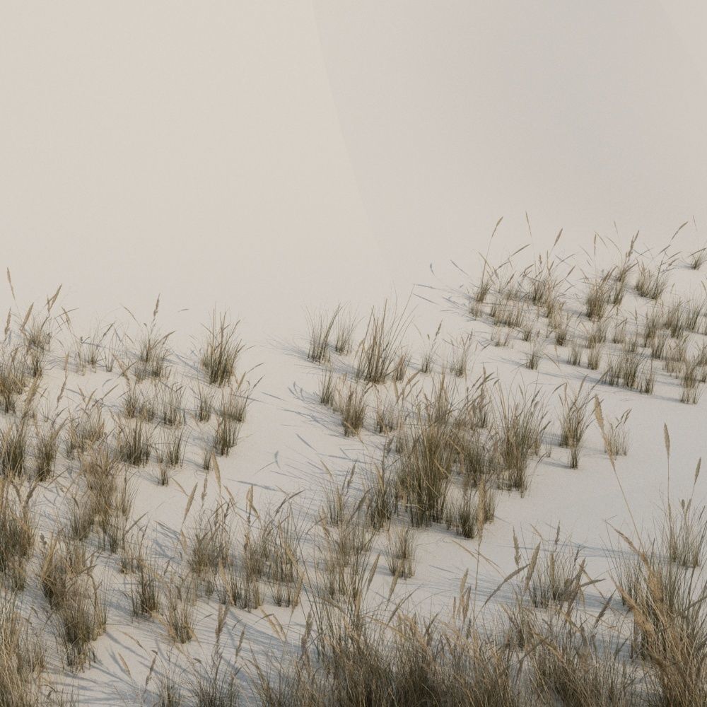 Beach grass pack B Low-poly 3D model_3