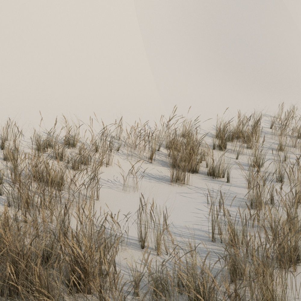 Beach grass pack B Low-poly 3D model_1