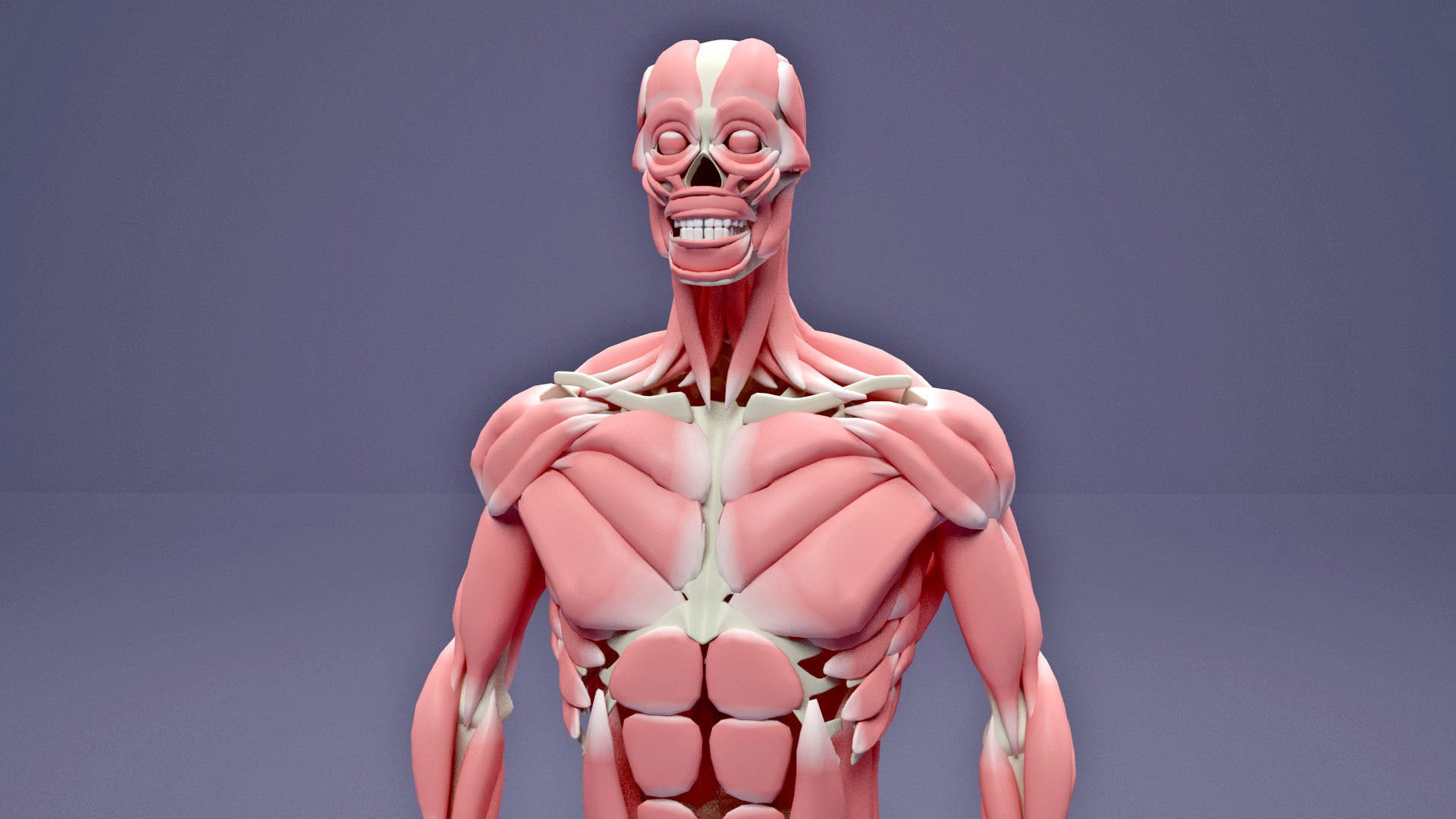 Muscular and Skeletal Systems Of Human Body 3D model_7
