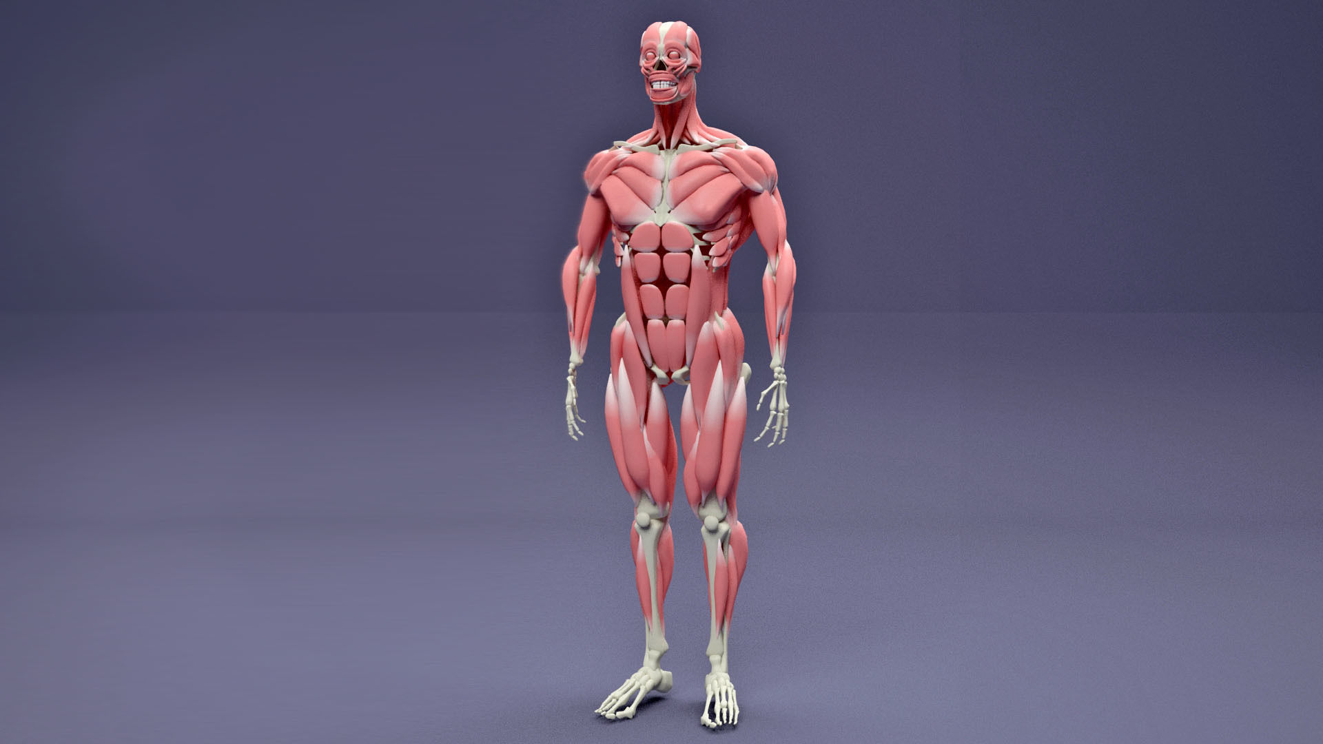 Muscular and Skeletal Systems Of Human Body 3D model_1