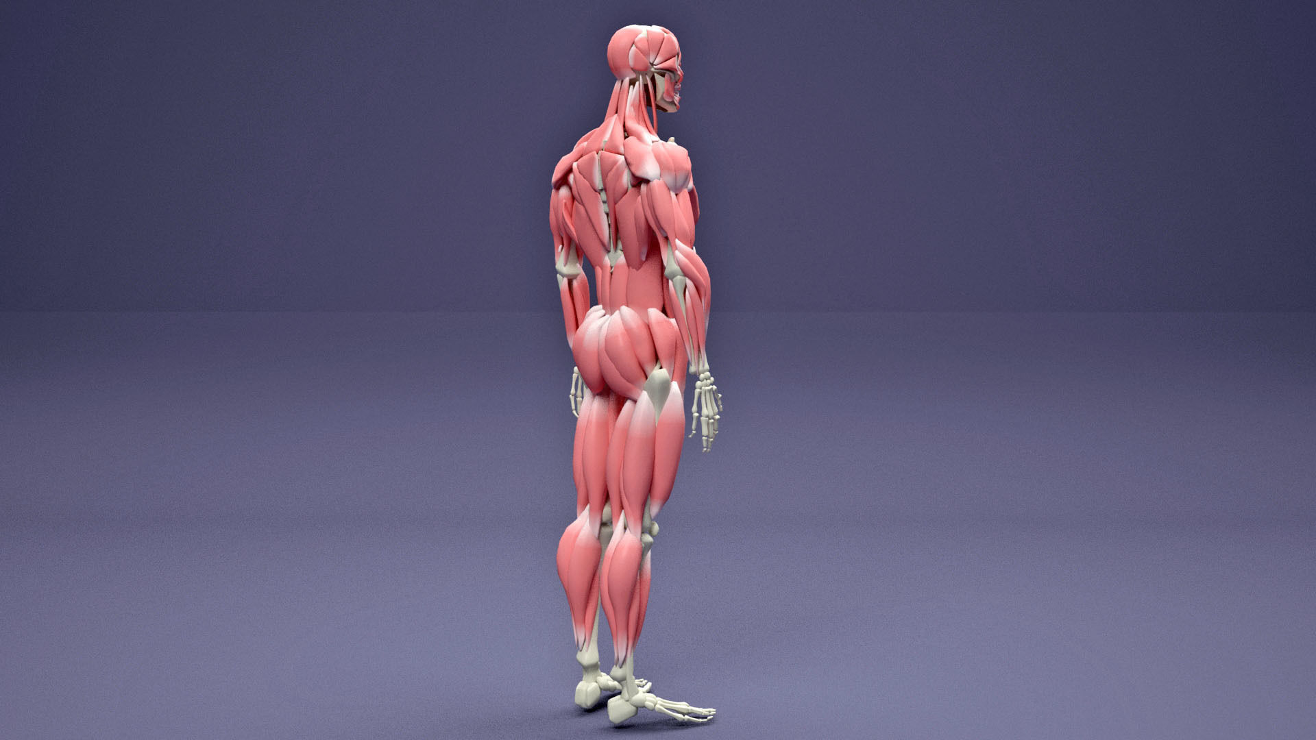 Muscular and Skeletal Systems Of Human Body 3D model_4