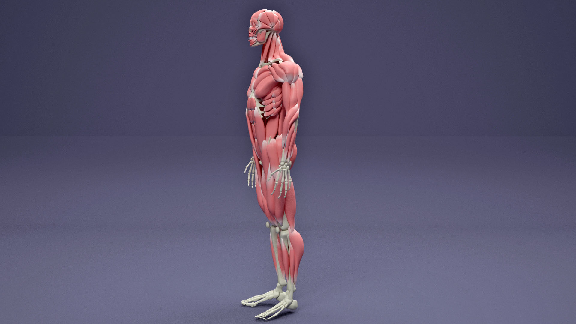 Muscular and Skeletal Systems Of Human Body 3D model_3