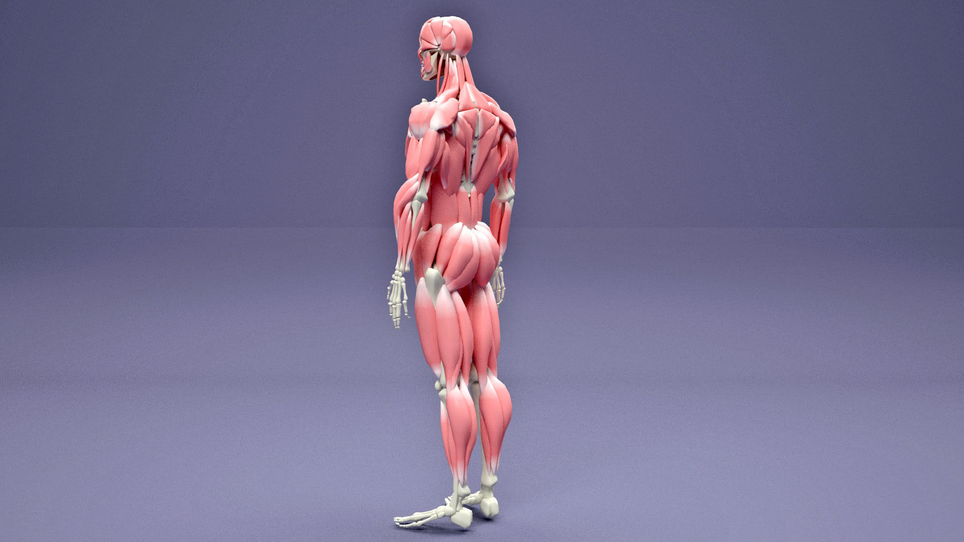 Muscular and Skeletal Systems Of Human Body 3D model_6