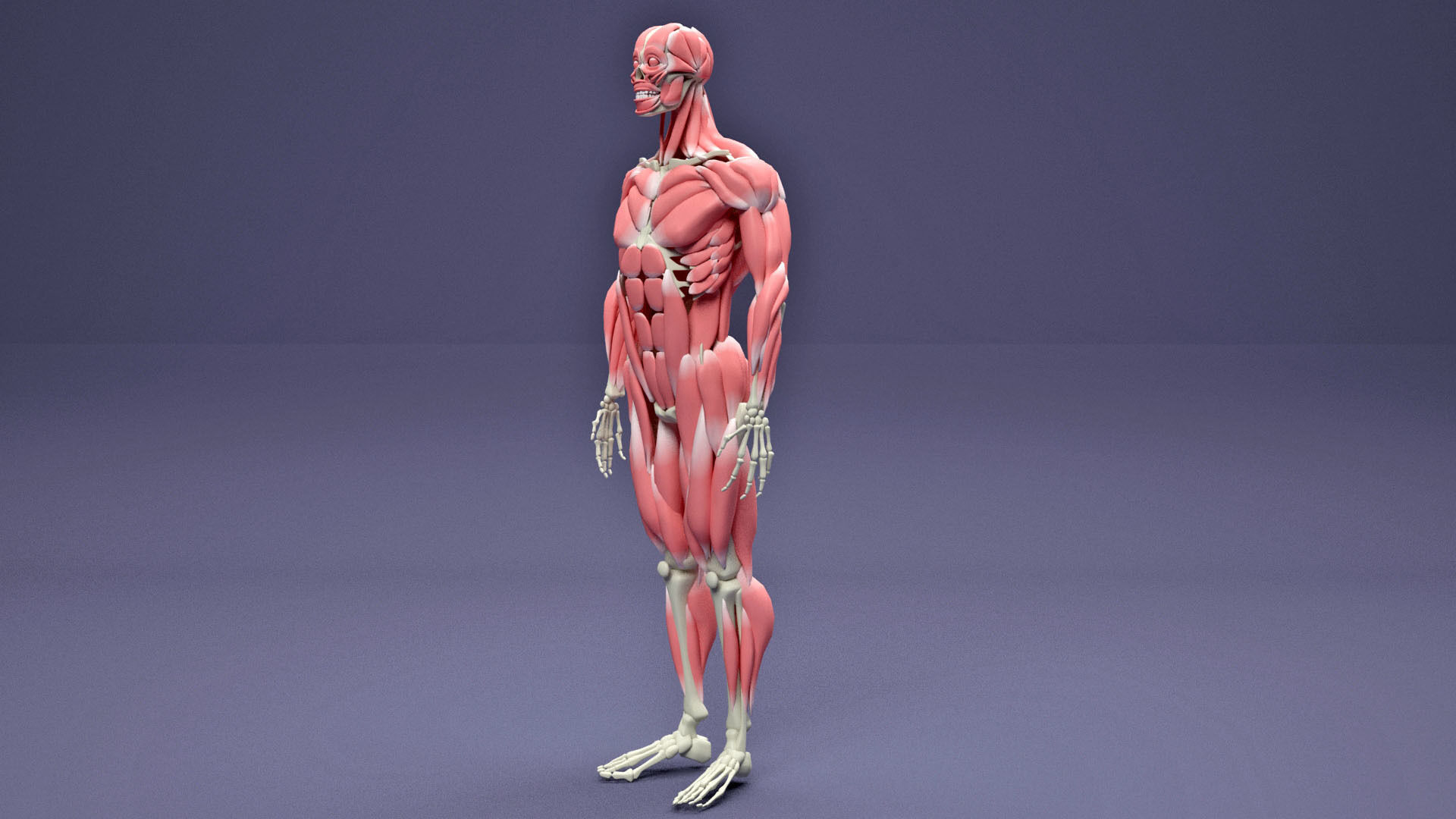 Muscular and Skeletal Systems Of Human Body 3D model_5