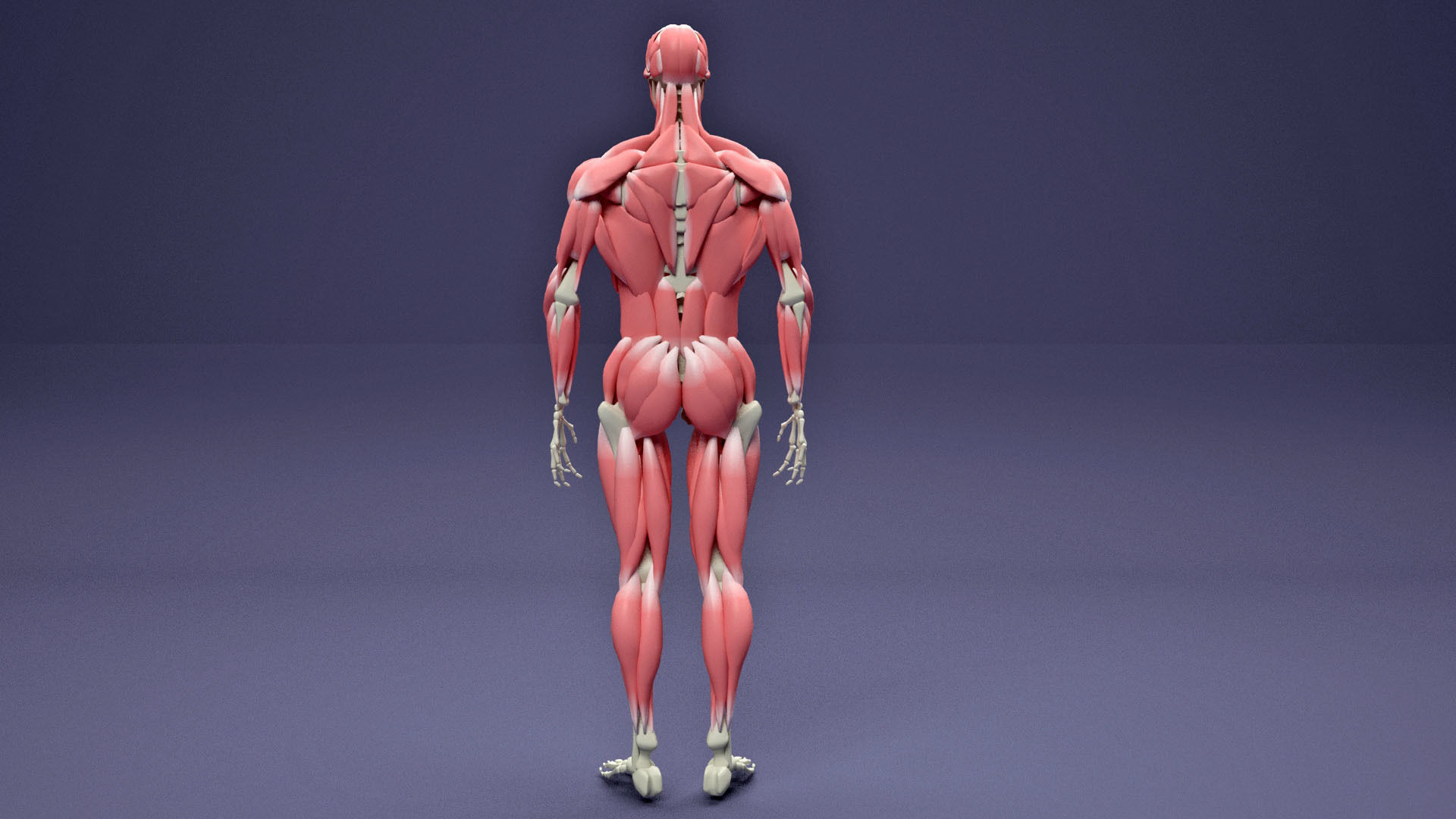 Muscular and Skeletal Systems Of Human Body 3D model_2