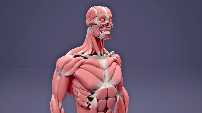 Muscular and Skeletal Systems Of Human Body 3D model