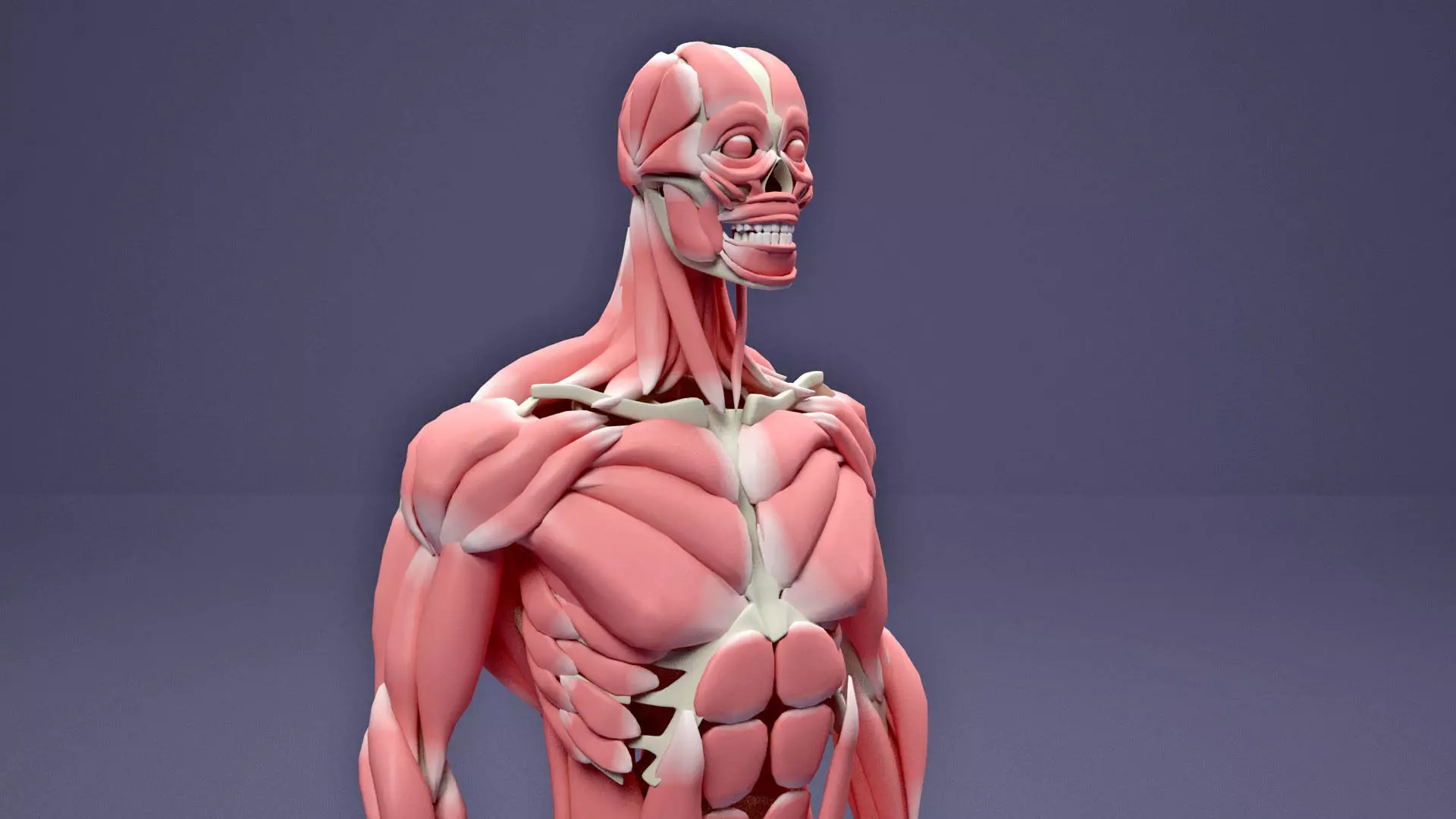 Muscular and Skeletal Systems Of Human Body 3D model_0