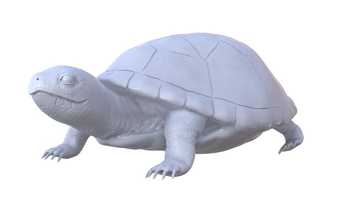 Turtle high poly model for 3D printing 3D model