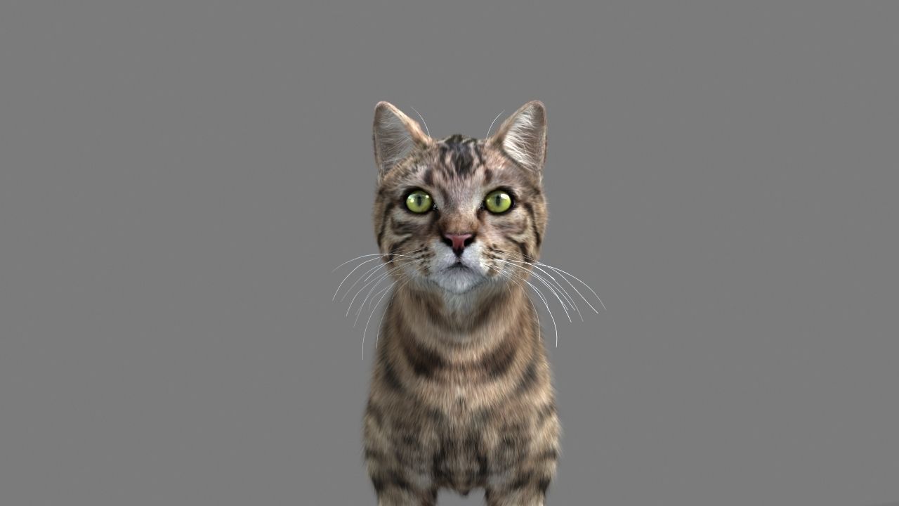 Cat-- tabby cat with eyes 3D model_11