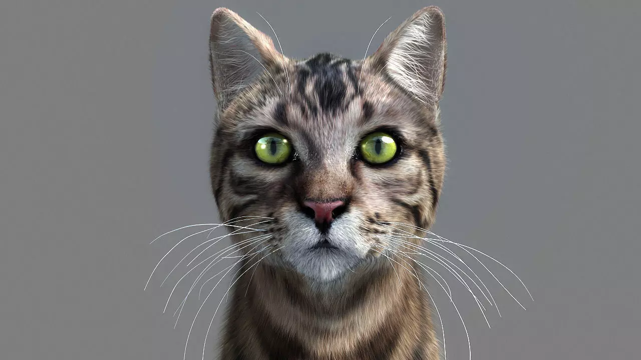 Cat-- tabby cat with eyes 3D model_0