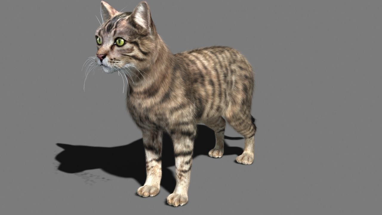 Cat-- tabby cat with eyes 3D model_10