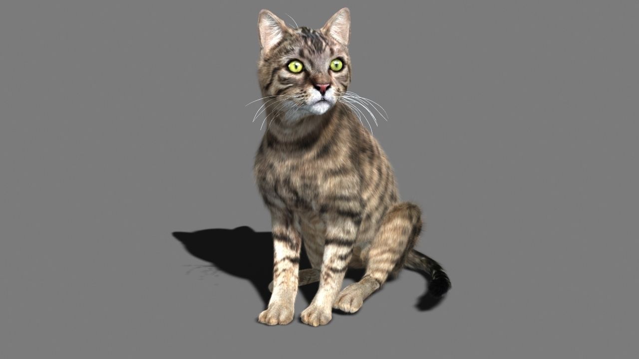 Cat-- tabby cat with eyes 3D model_7