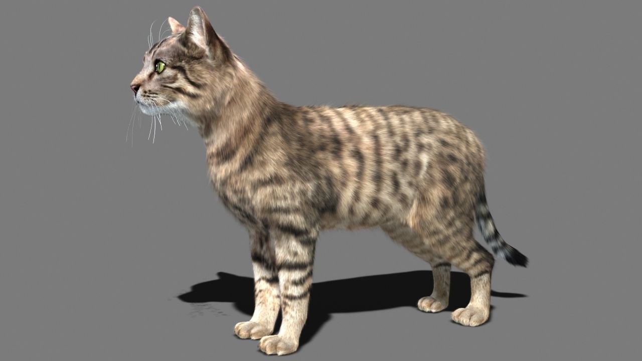 Cat-- tabby cat with eyes 3D model_8