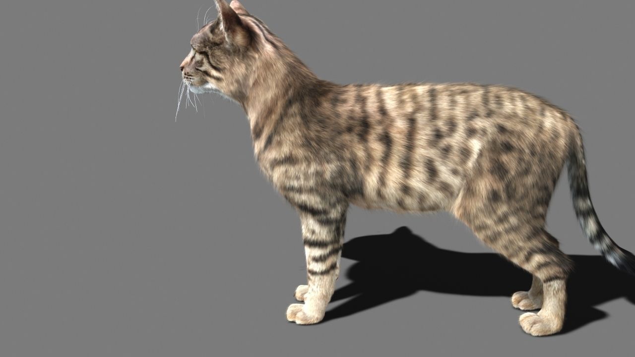 Cat-- tabby cat with eyes 3D model_9