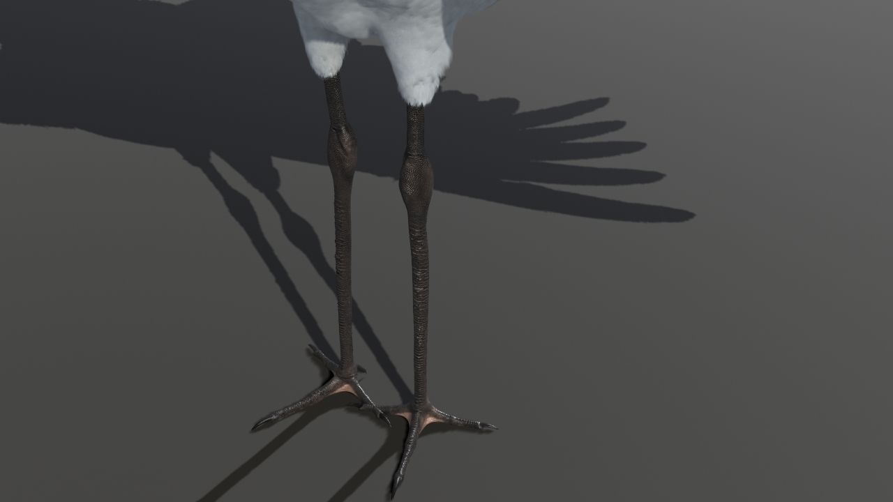 Crane Bird 3D model_18
