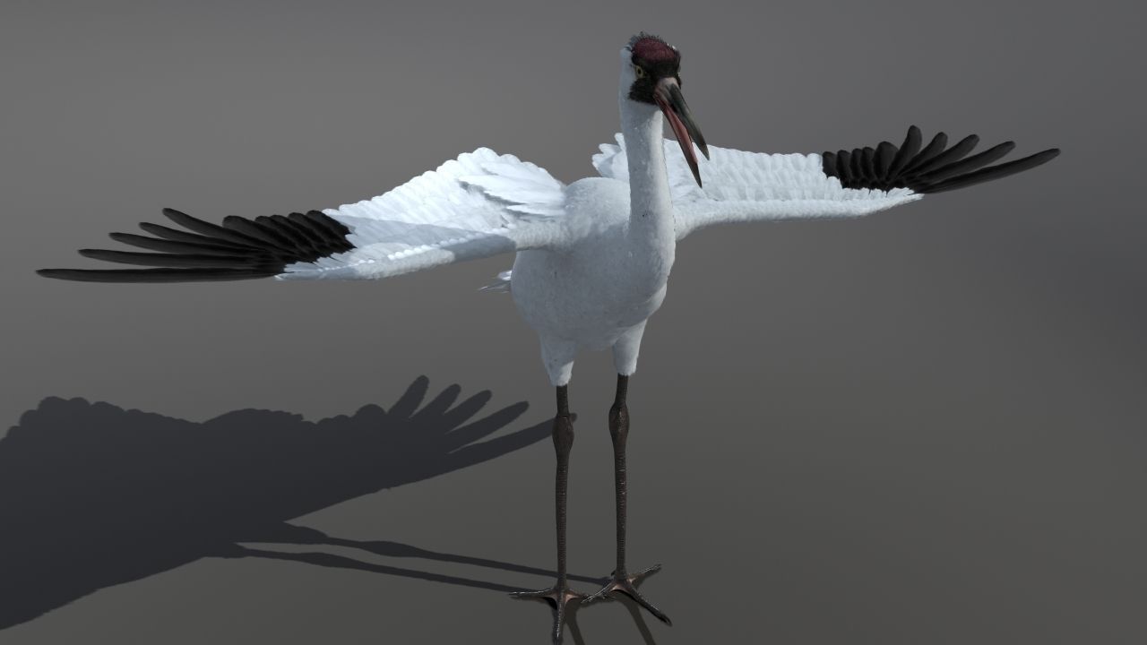 Crane Bird 3D model_23