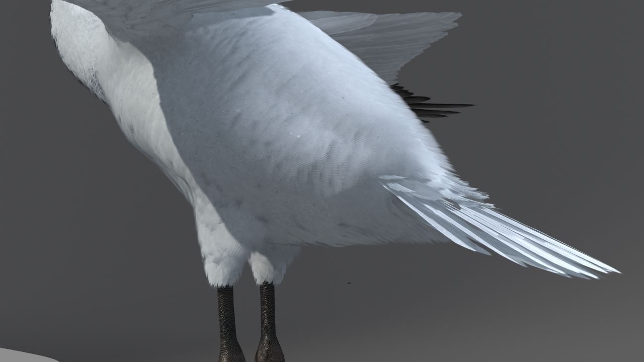 Crane Bird 3D model_19