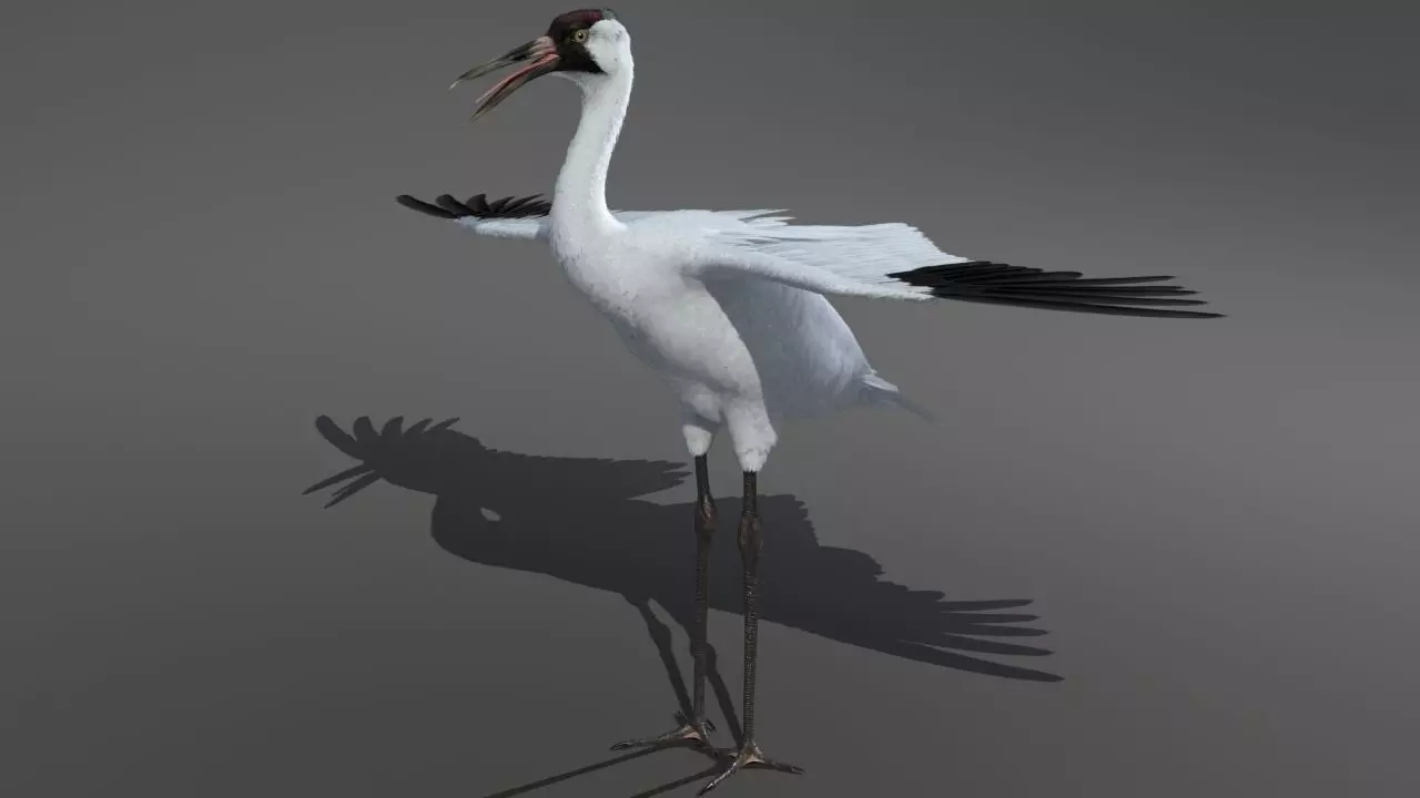Crane Bird 3D model_0
