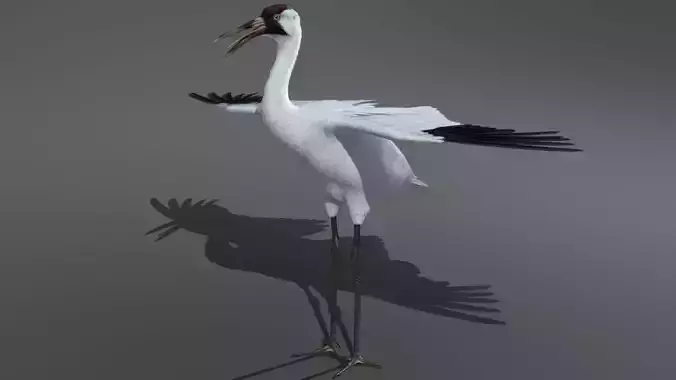 Crane Bird 3D model