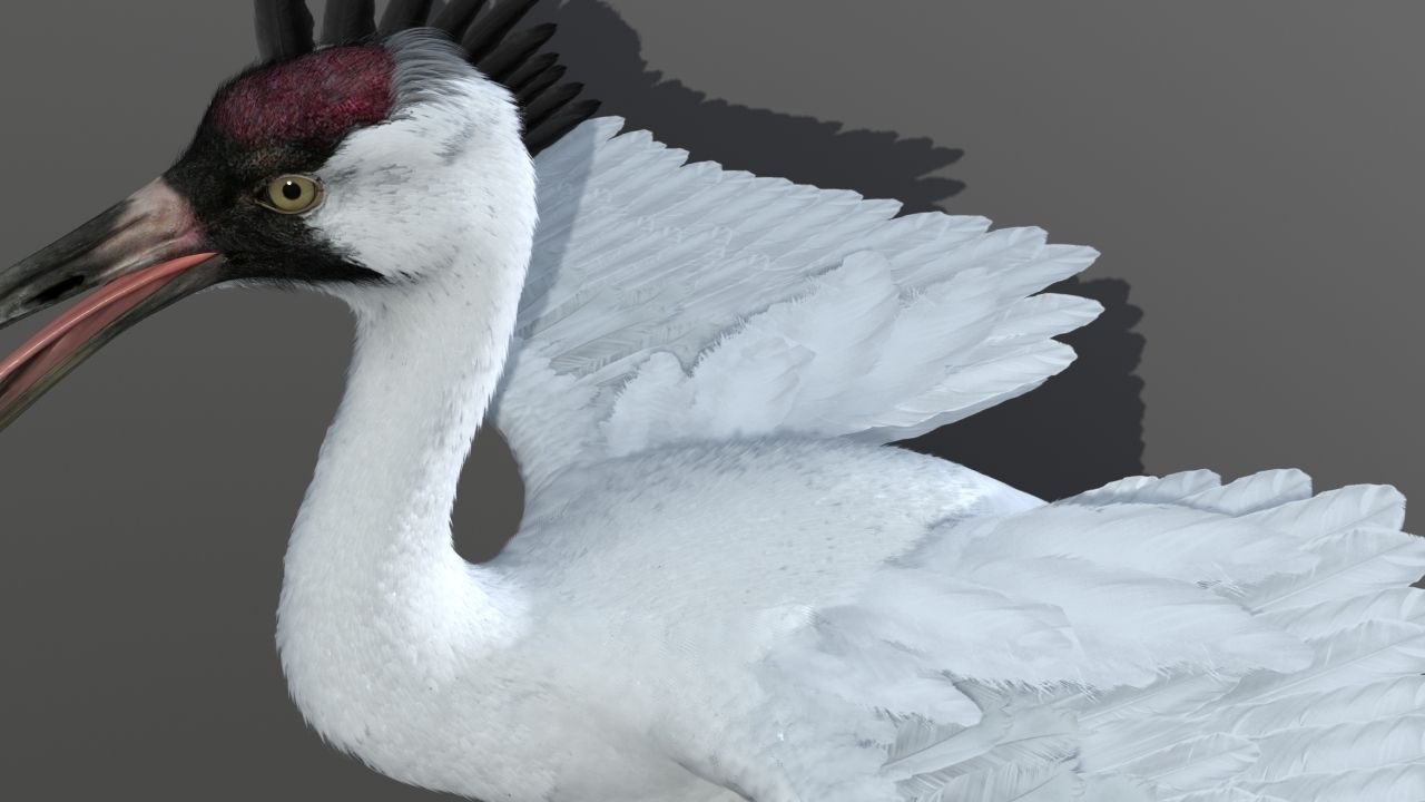 Crane Bird 3D model_20