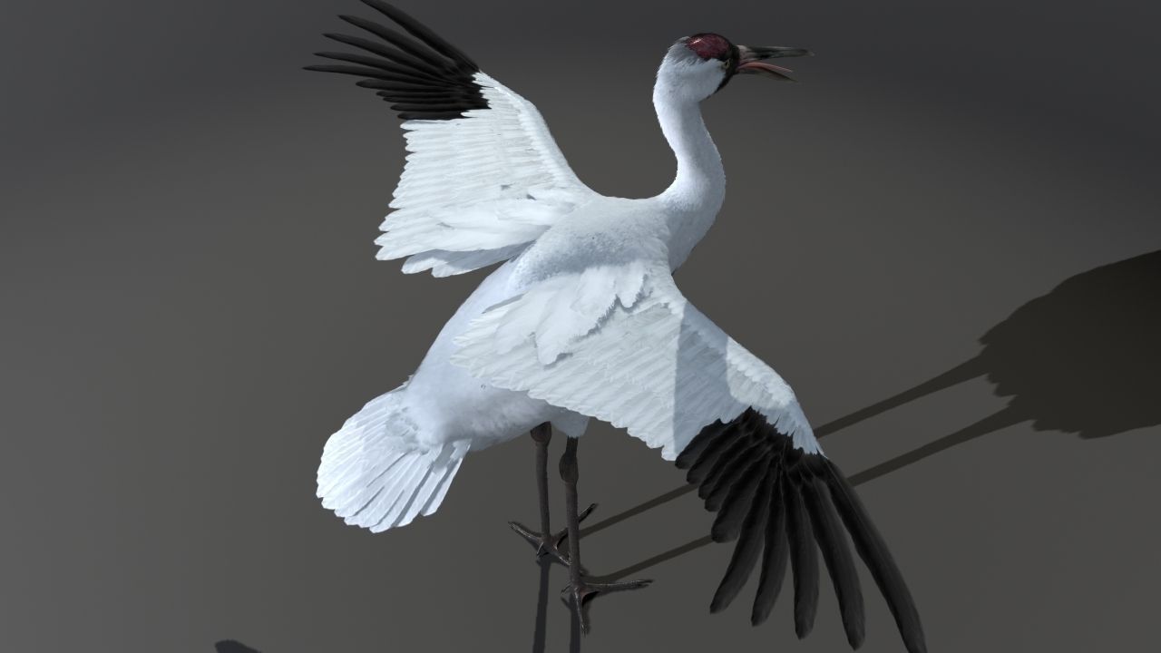 Crane Bird 3D model_22