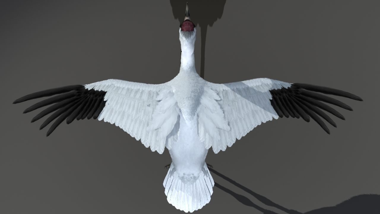 Crane Bird 3D model_21