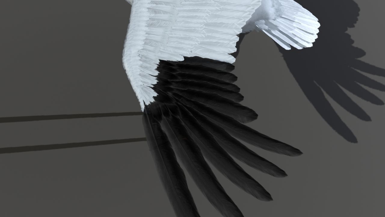 Crane Bird 3D model_17