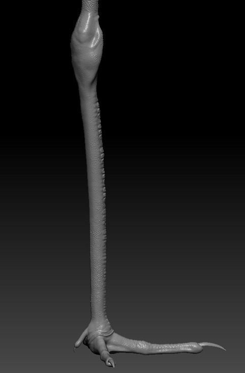 Crane Bird 3D model_1