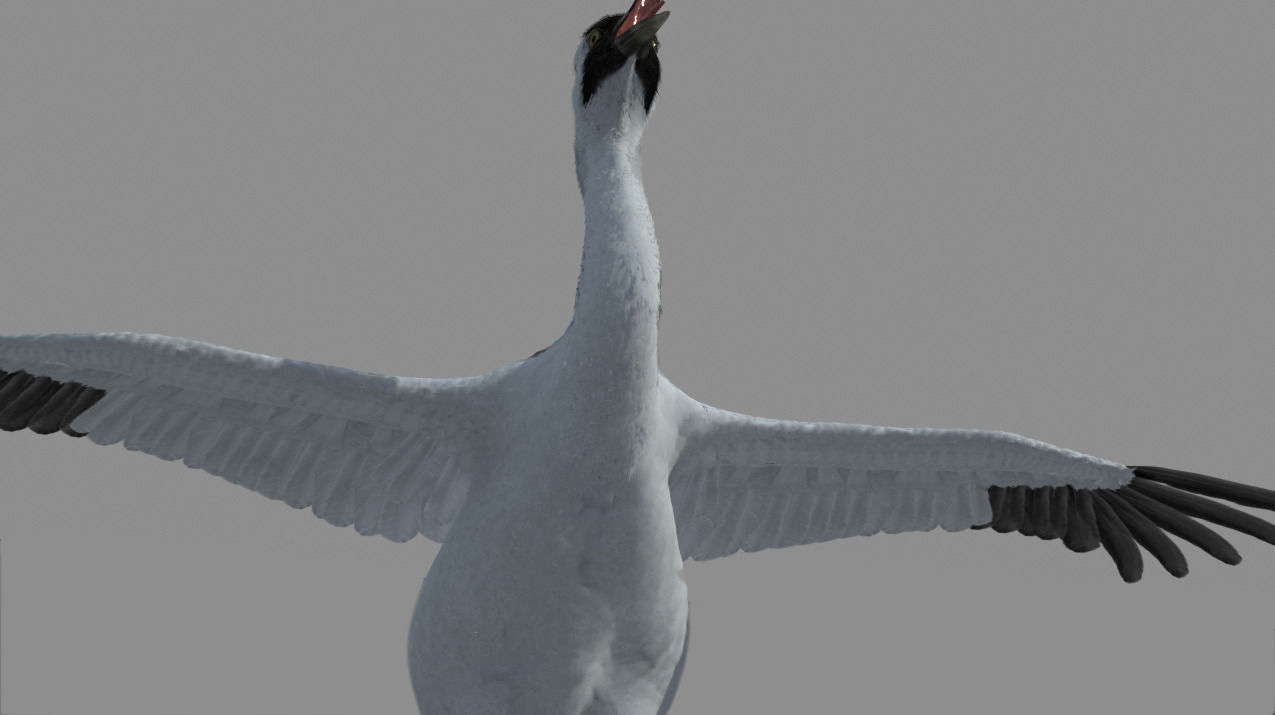 Crane Bird 3D model_16