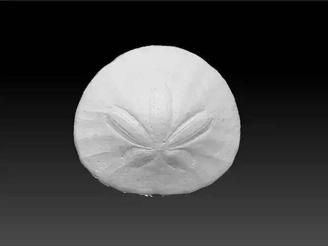 Sand Dollar Sea Urchin 3D Scan
