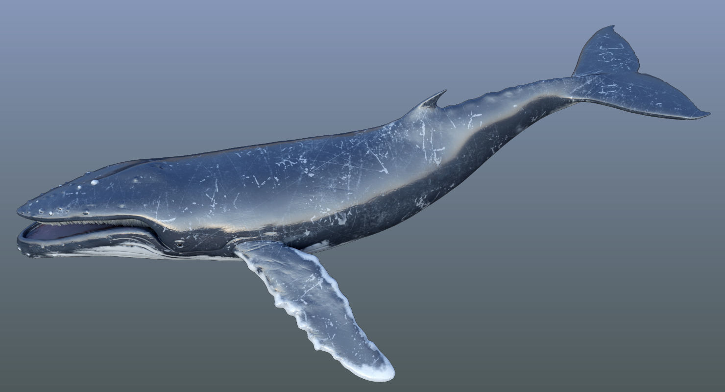 Humpback Whale Animated 3D model_11