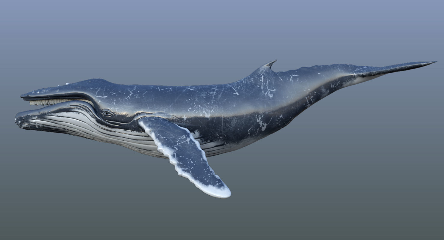 Humpback Whale Animated 3D model_7