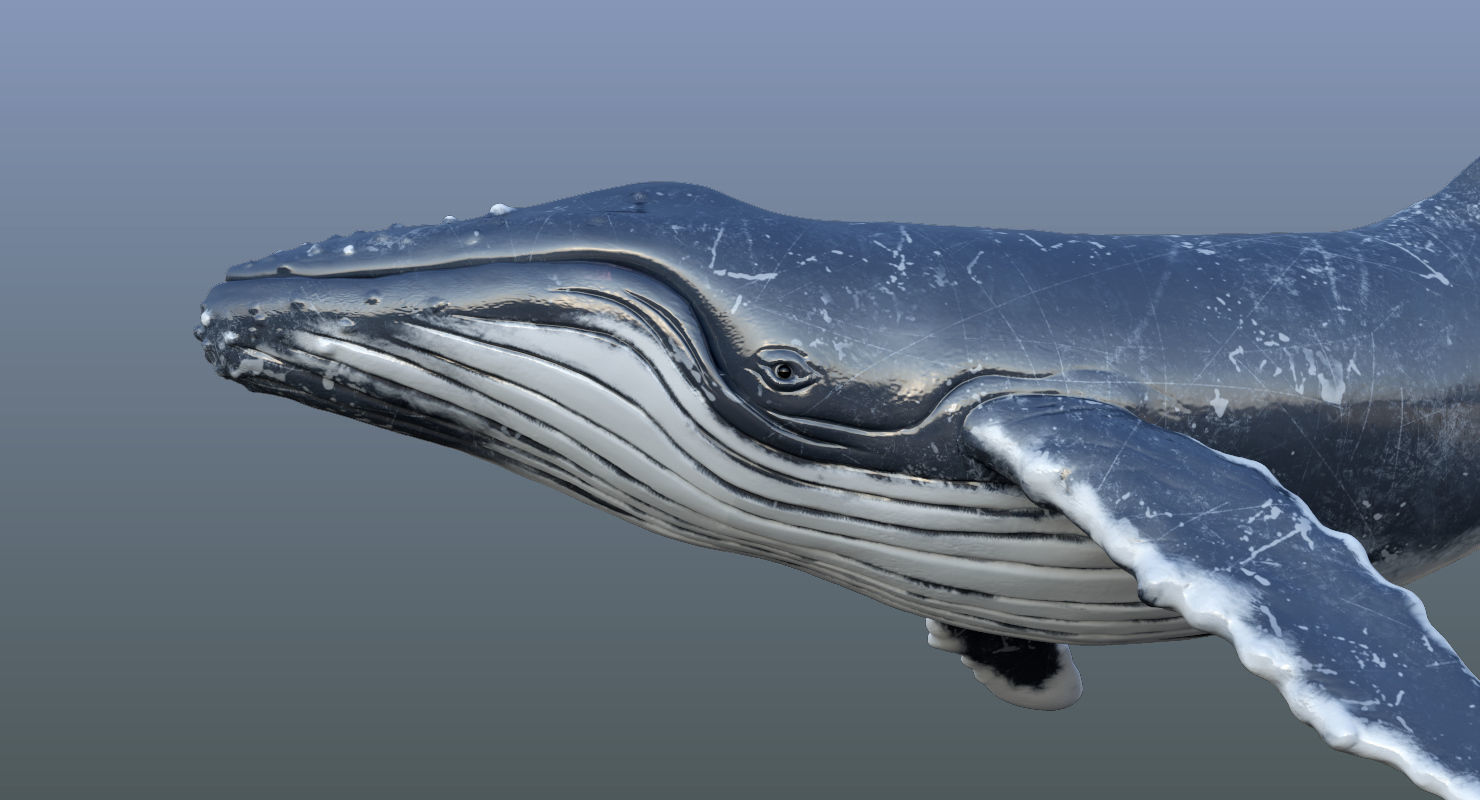 Humpback Whale Animated 3D model_13