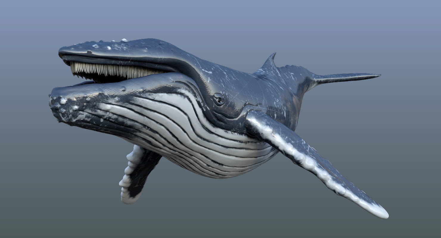 Humpback Whale Animated 3D model_10