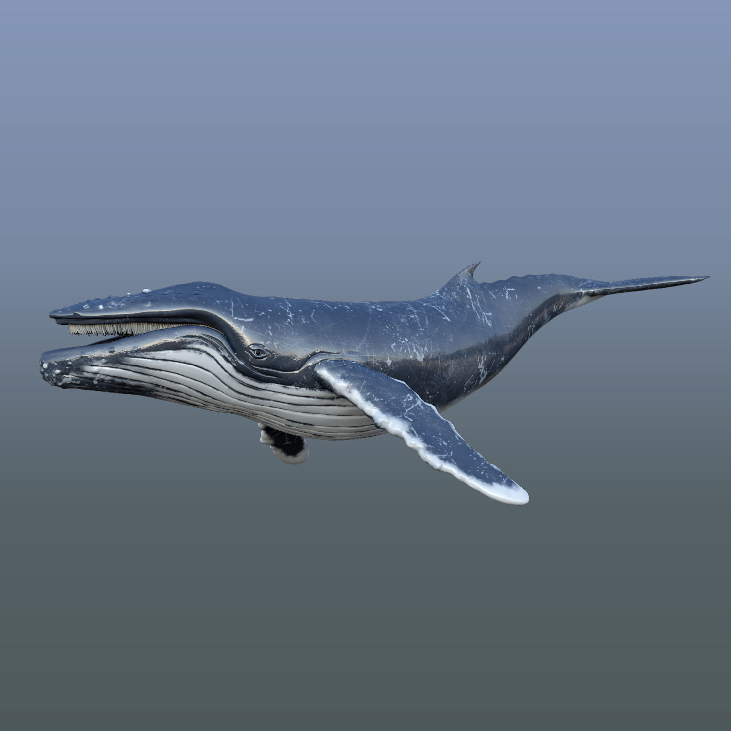 Humpback Whale Animated 3D model_8