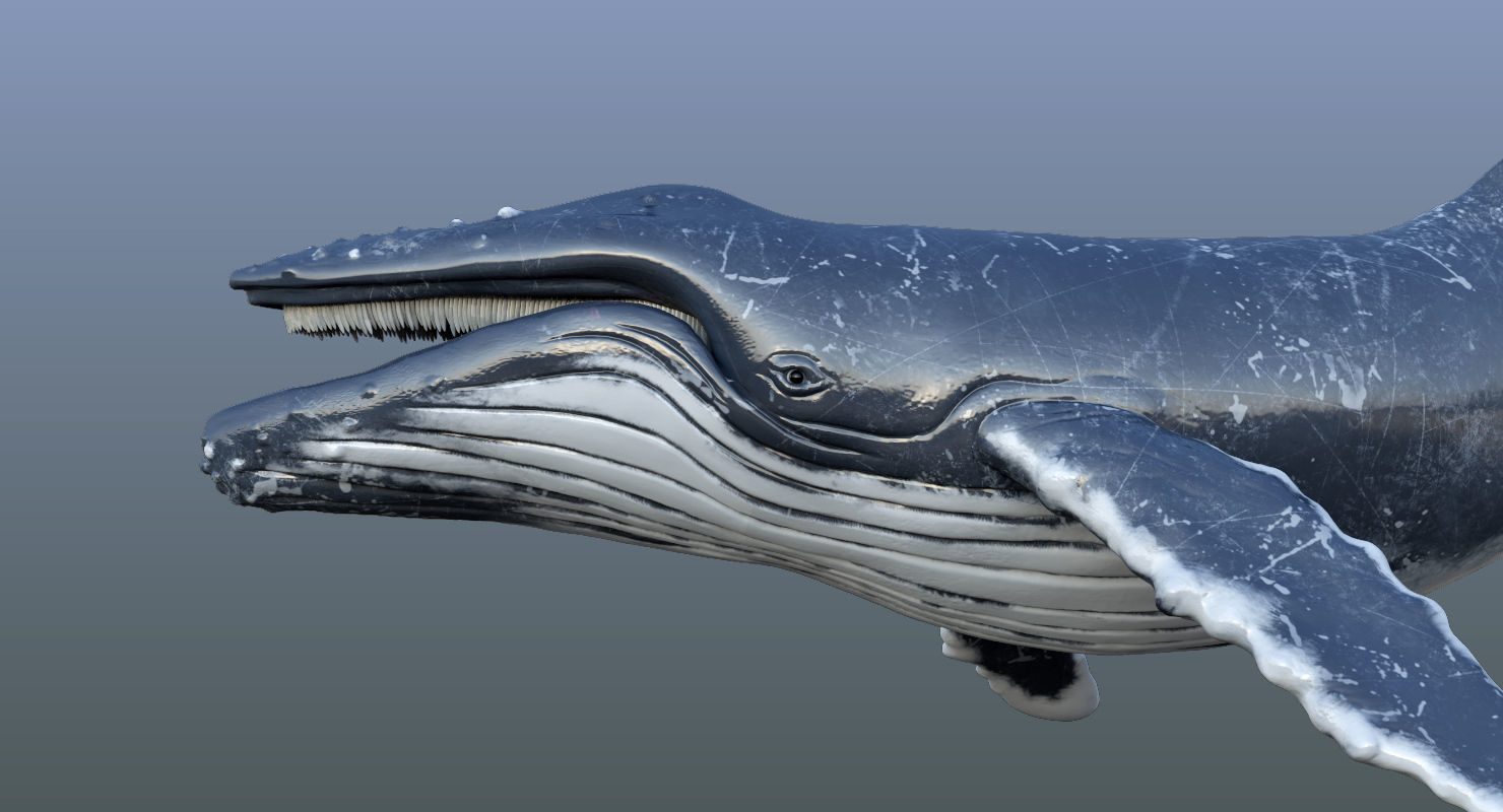 Humpback Whale Animated 3D model_14