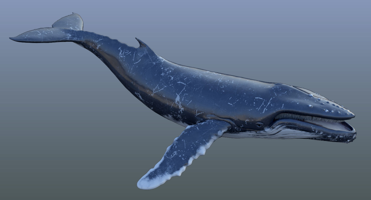 Humpback Whale Animated 3D model_12