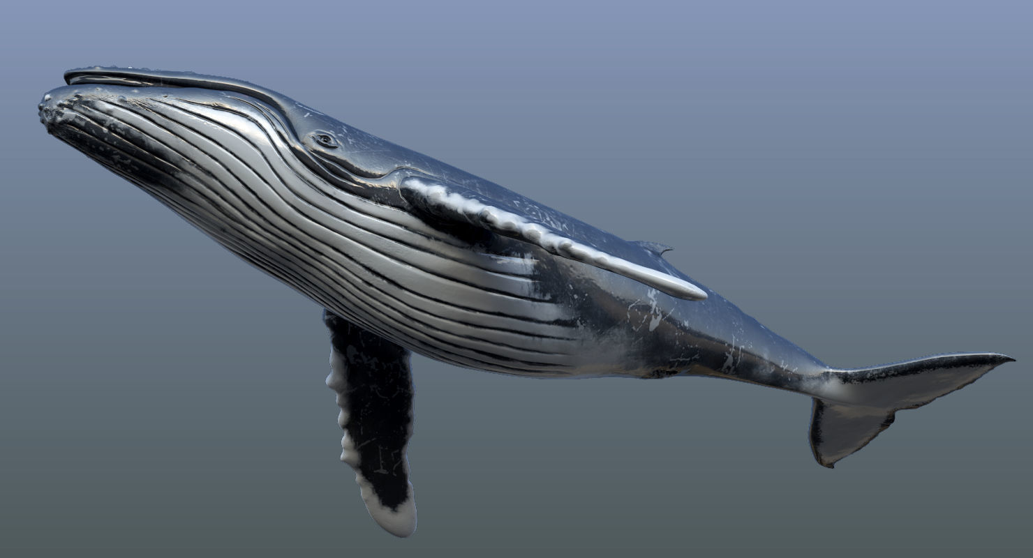 Humpback Whale Animated 3D model_9