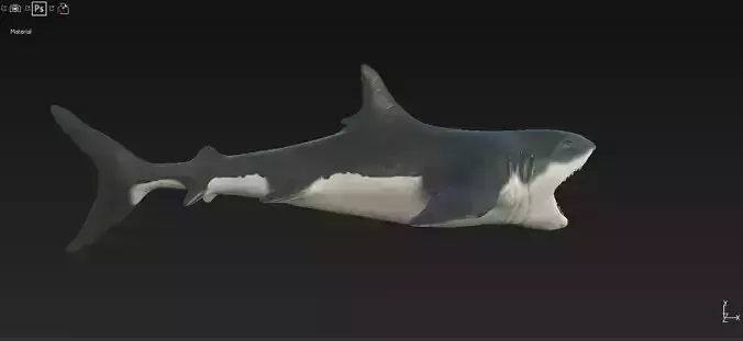 Shark Low-poly 3D model
