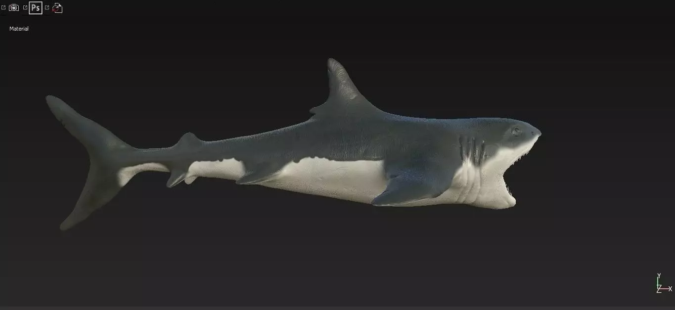 Shark Low-poly 3D model