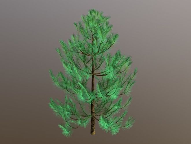 Small Pine Tree 3D model